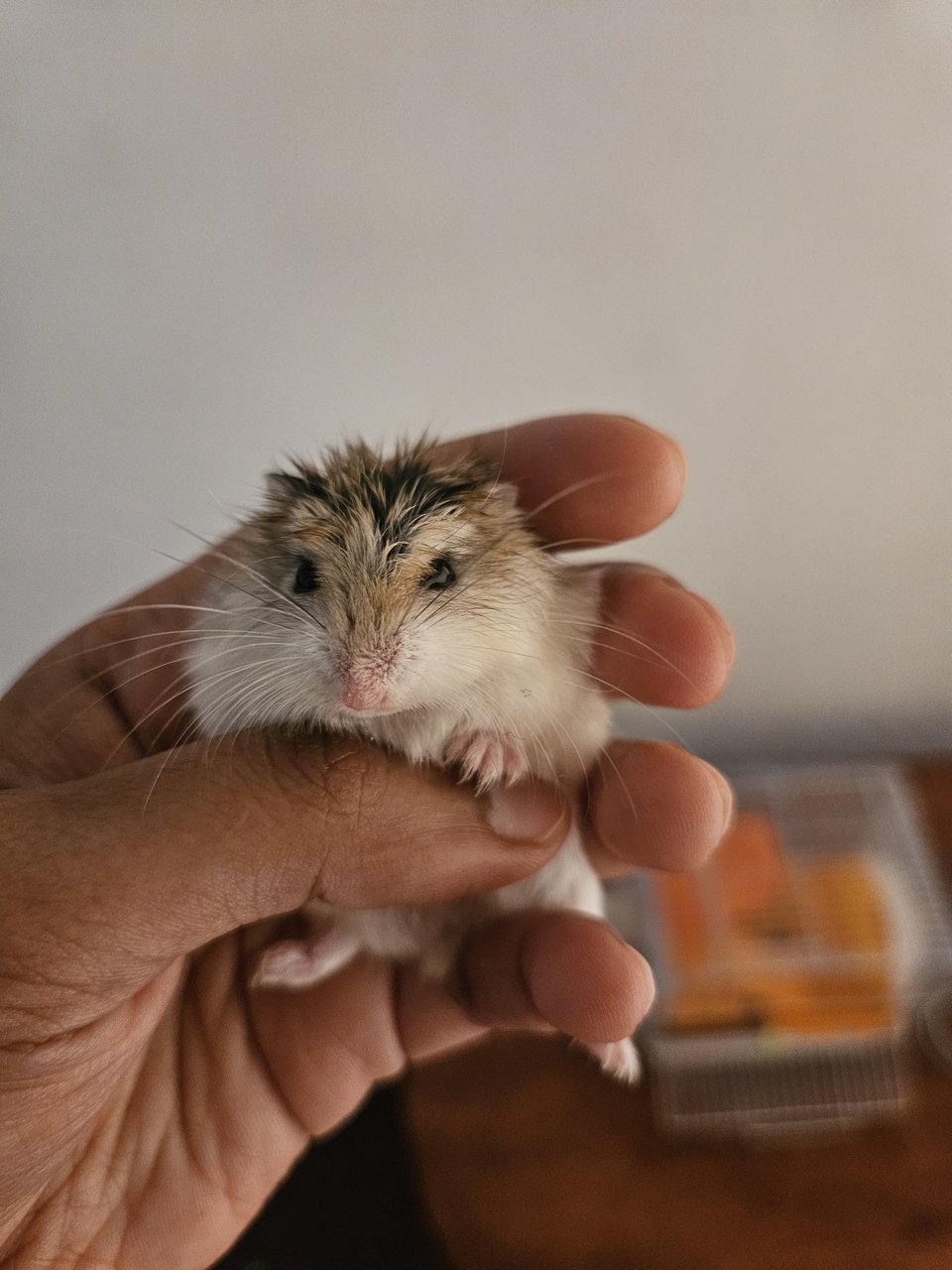 Thor - Common Hamster Hamster