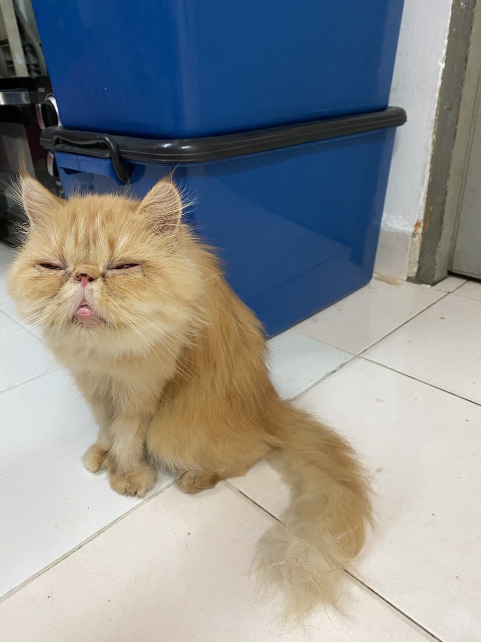 Popa - Persian Cat