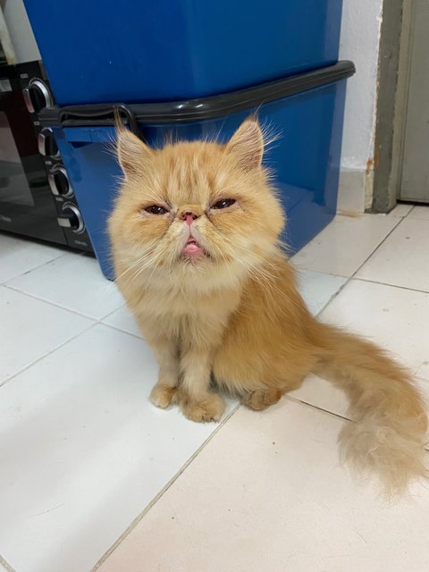 Popa - Persian Cat