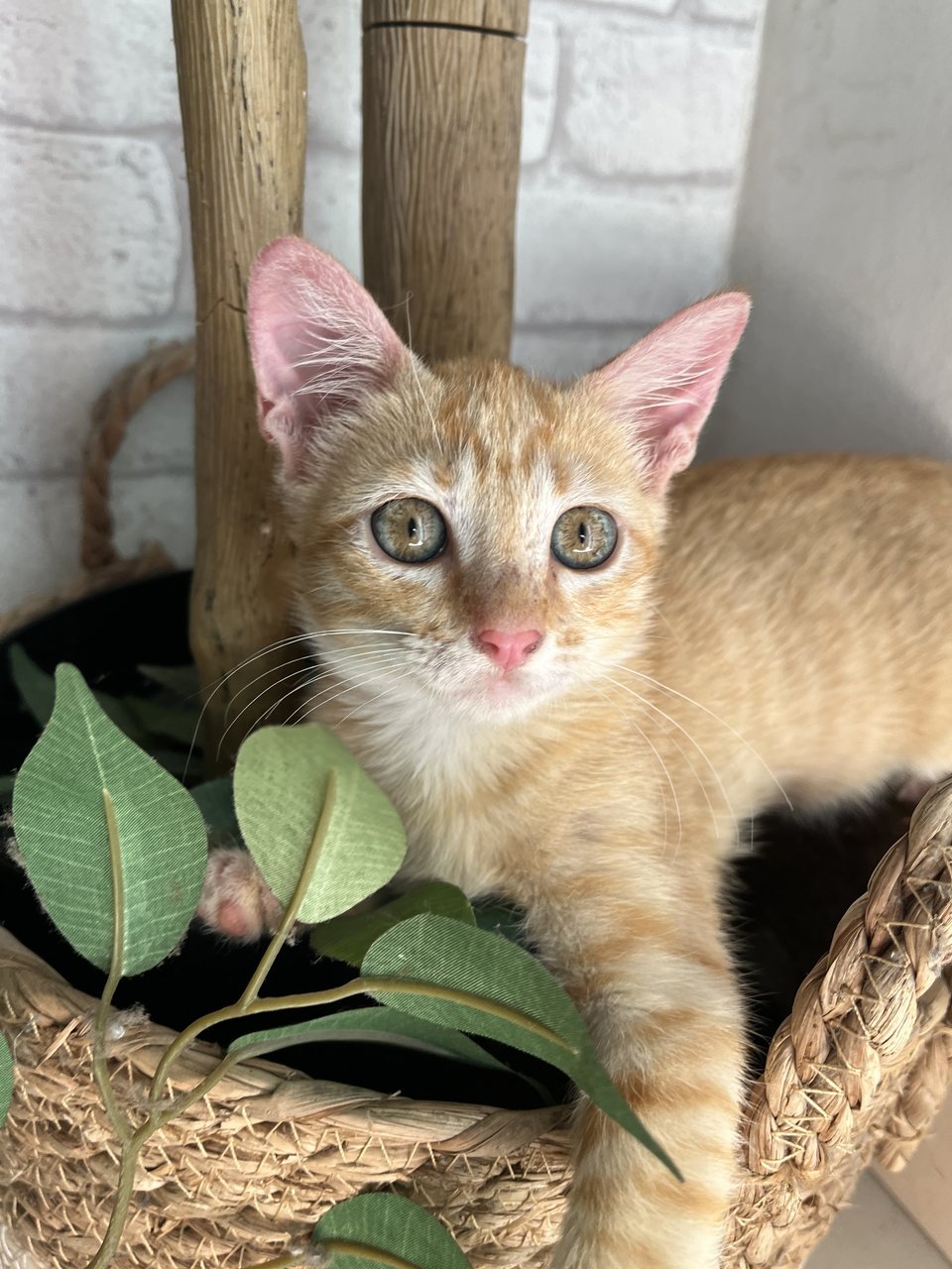 Mango - Domestic Short Hair Cat