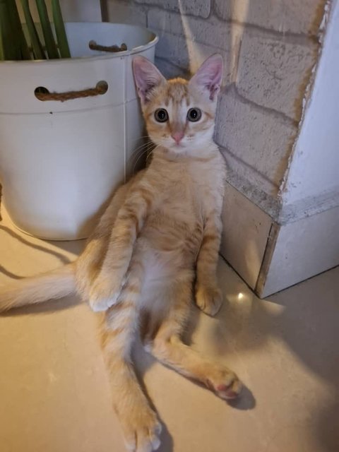 Mango - Domestic Short Hair Cat