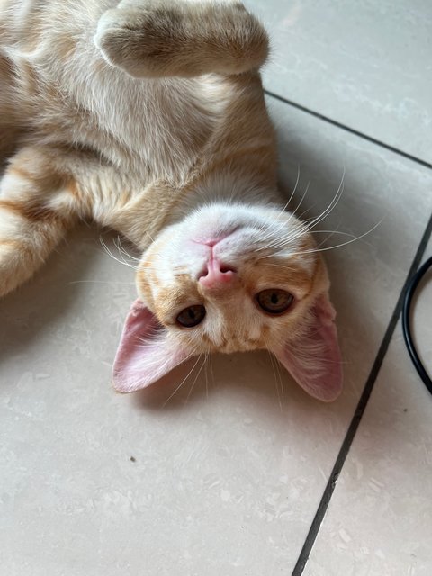 Mango - Domestic Short Hair Cat