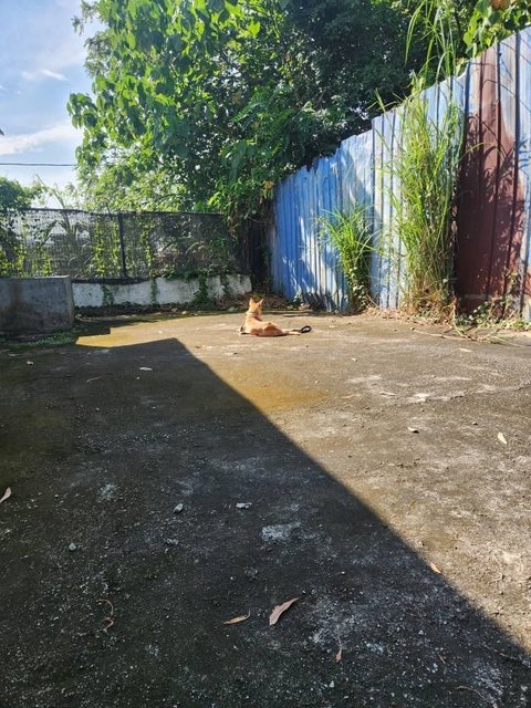 Little Yellow - Mixed Breed Dog