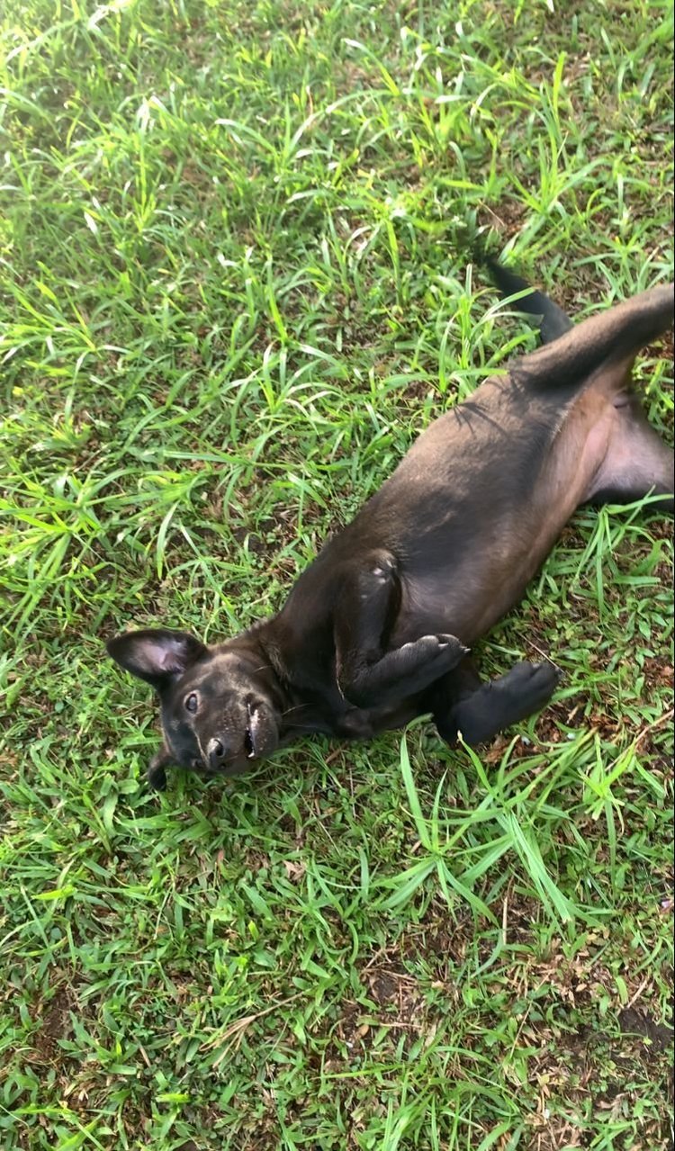 Beautiful Black Female Dog - Mixed Breed Dog