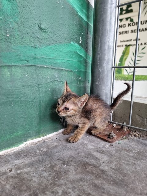 Bell - Tabby Cat