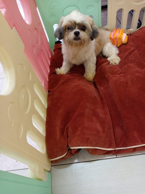 Fb - Shih Tzu Dog