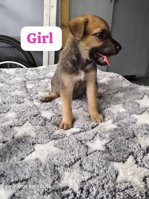 Puppy  - Mixed Breed Dog