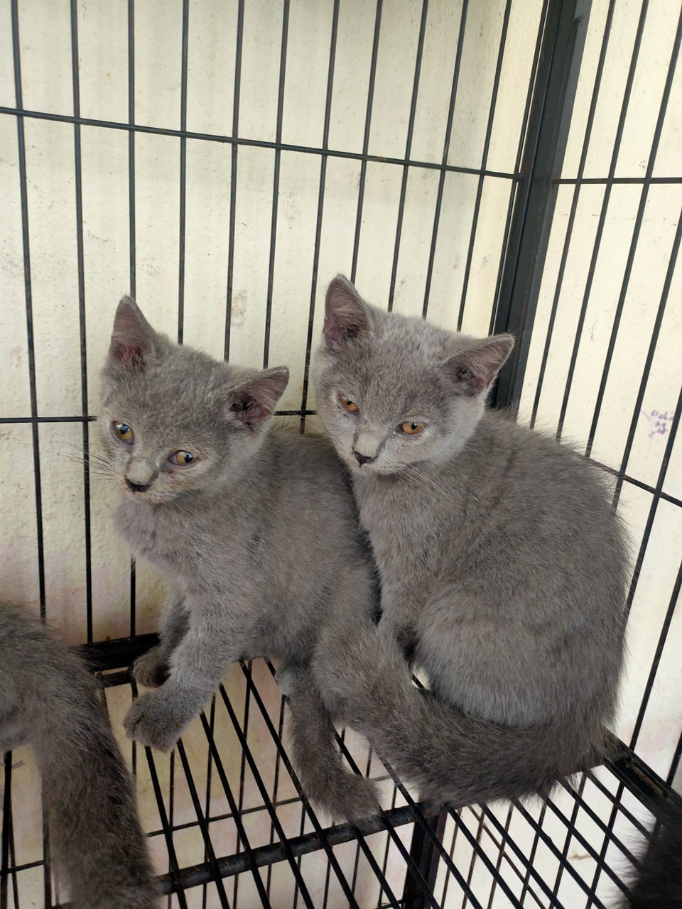 Tuah/jebat - British Shorthair Cat