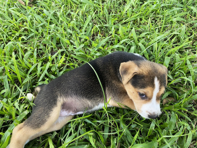 Maple  - Mixed Breed Dog