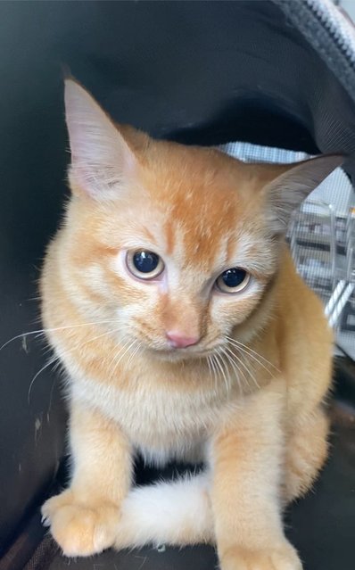 Luffy - British Shorthair + Maine Coon Cat