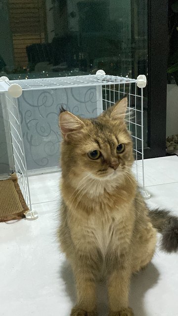 Luffy - British Shorthair + Maine Coon Cat