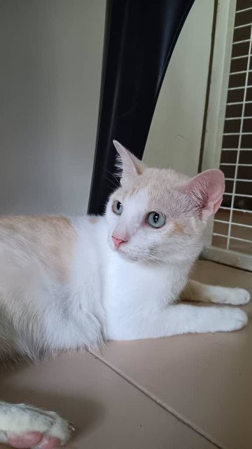 Furrari- In Penang - Domestic Medium Hair Cat