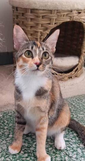 Jupiter- In Penang - Calico Cat