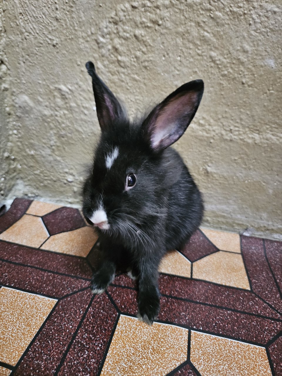 Rabbit - Lionhead + Mini Rex Rabbit