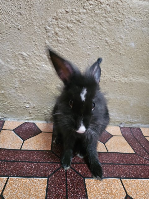 Rabbit - Lionhead + Mini Rex Rabbit