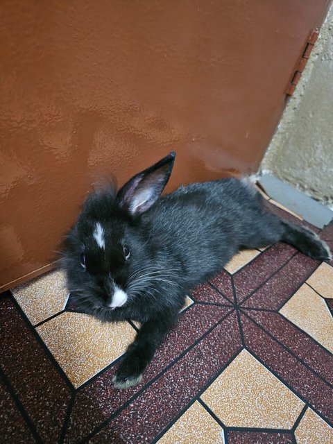 Rabbit - Lionhead + Mini Rex Rabbit