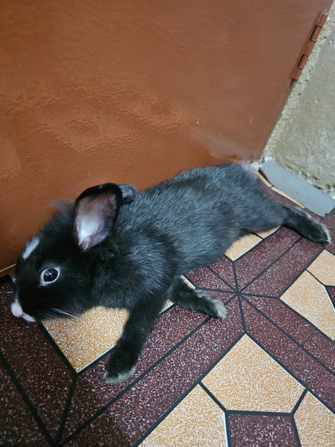 Rabbit - Lionhead + Mini Rex Rabbit