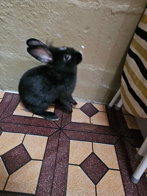 Rabbit - Lionhead + Mini Rex Rabbit