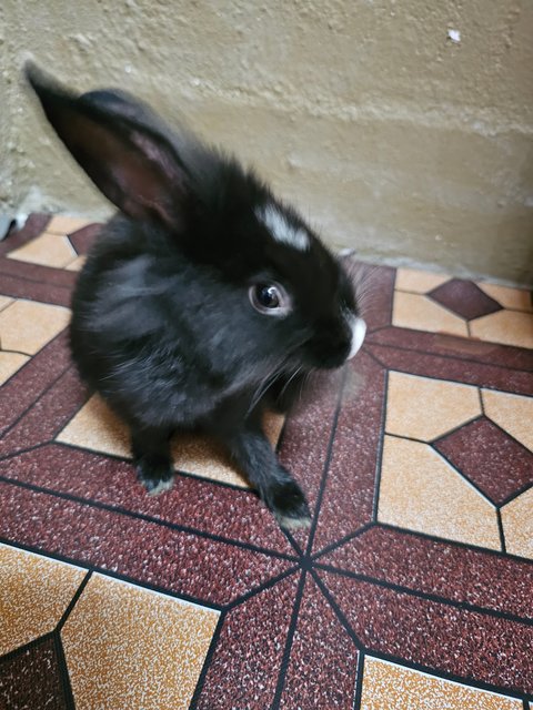 Rabbit - Lionhead + Mini Rex Rabbit