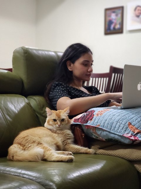 Naruto - Domestic Medium Hair + Maine Coon Cat