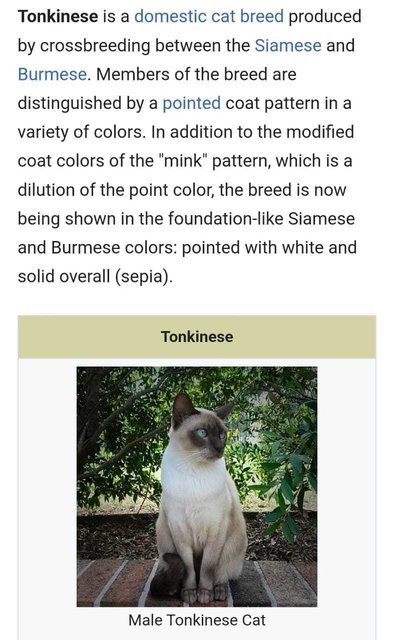 Brownie  - Tonkinese Cat