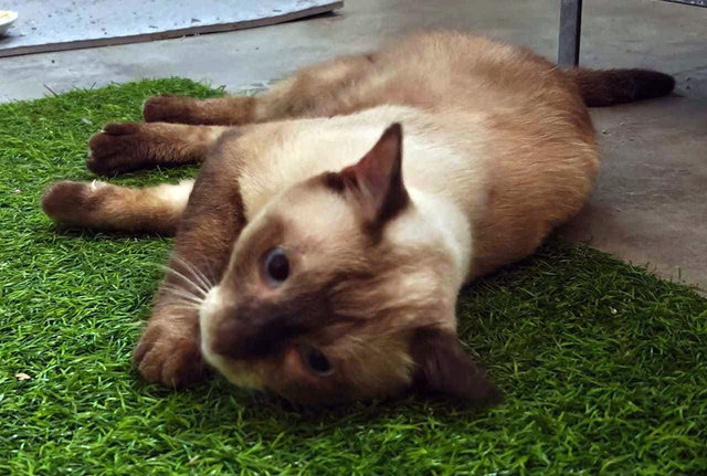 Brownie  - Tonkinese Cat