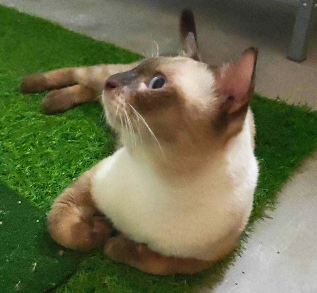 Brownie  - Tonkinese Cat