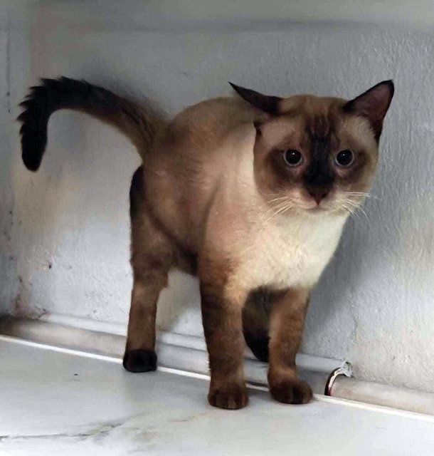 Brownie  - Tonkinese Cat