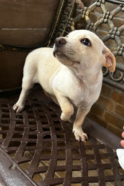 Labrador Mixed - Labrador Retriever + French Bulldog Dog