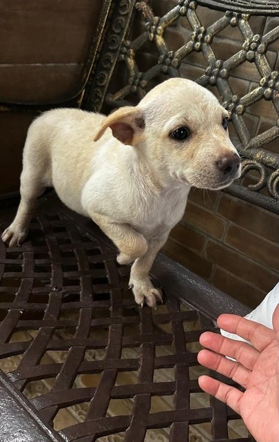 Labrador Mixed - Labrador Retriever + French Bulldog Dog