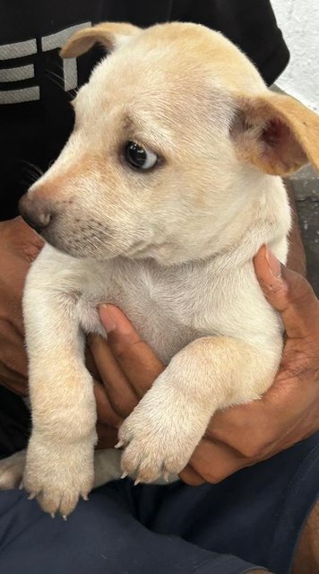 Labrador Mixed - Labrador Retriever + French Bulldog Dog