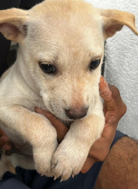 Labrador Mixed - Labrador Retriever + French Bulldog Dog