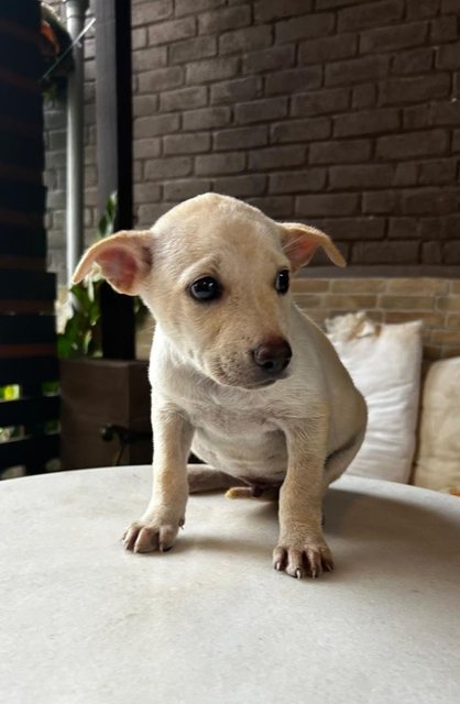 Labrador Mixed - Labrador Retriever + French Bulldog Dog