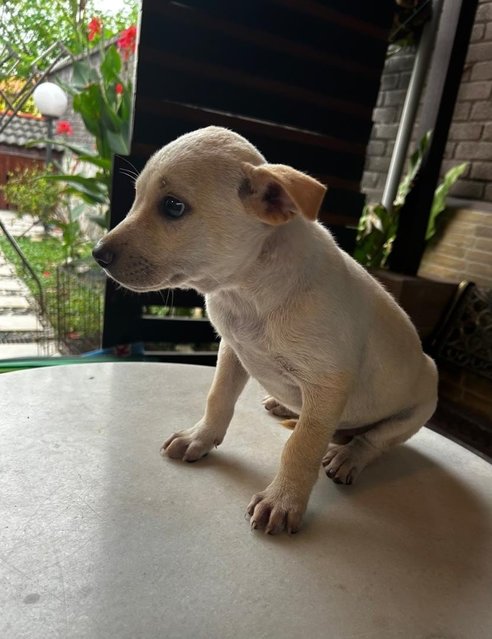 Labrador Mixed - Labrador Retriever + French Bulldog Dog