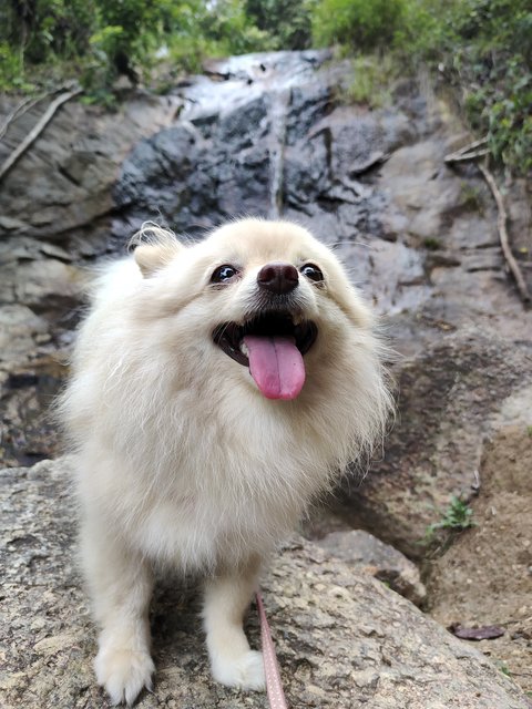 Perry Koh - Pomeranian Dog