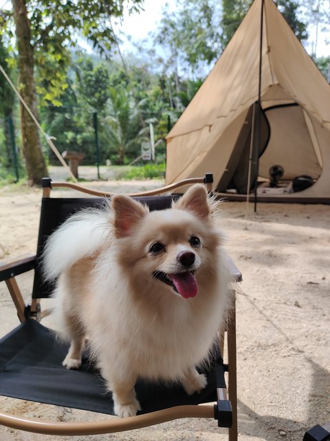 Perry Koh - Pomeranian Dog