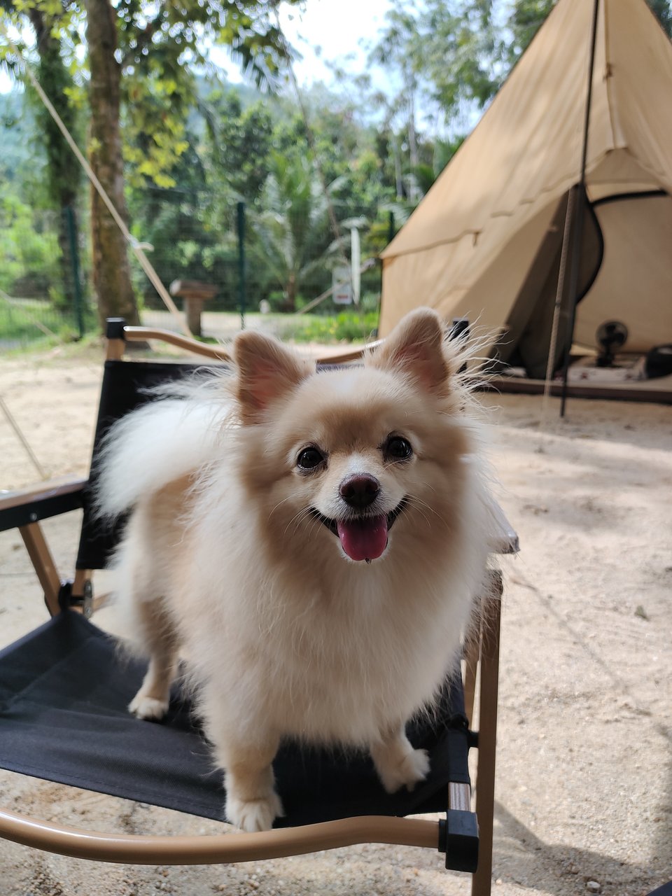 Perry Koh - Pomeranian Dog