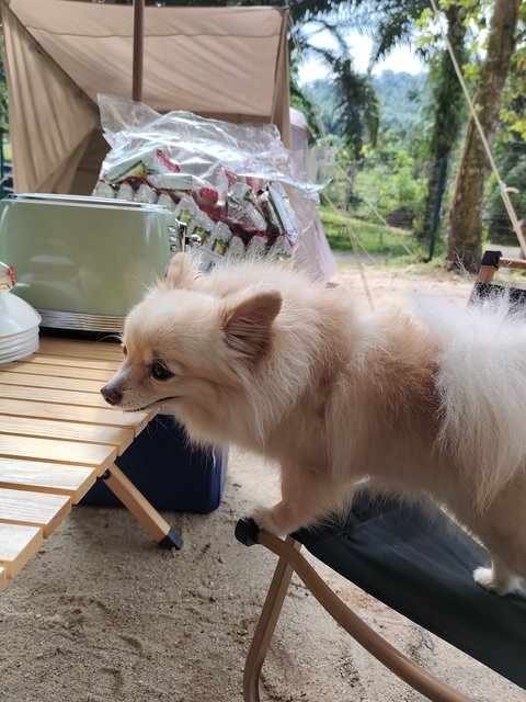 Perry Koh - Pomeranian Dog