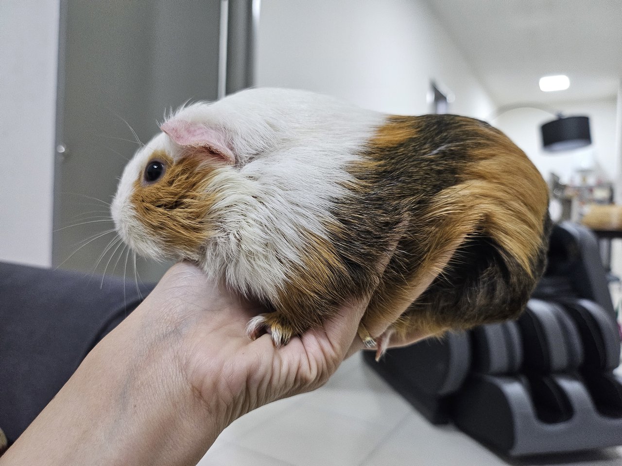 Makcik - Guinea Pig Small & Furry