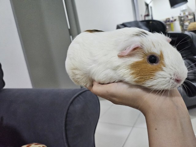 Makcik - Guinea Pig Small & Furry