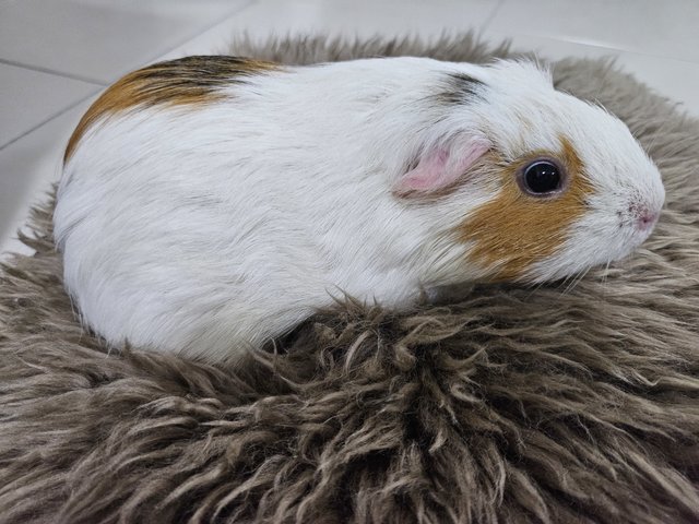 Makcik - Guinea Pig Small & Furry