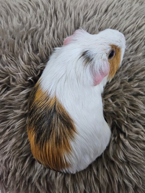 Makcik - Guinea Pig Small & Furry