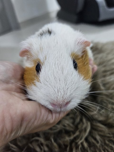 Makcik - Guinea Pig Small & Furry