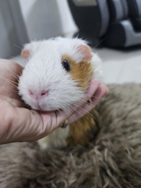 Makcik - Guinea Pig Small & Furry