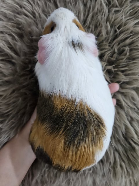 Makcik - Guinea Pig Small & Furry