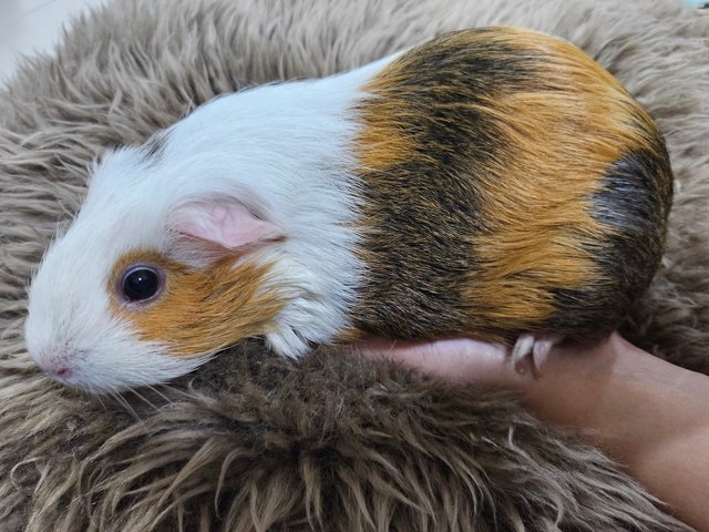 Makcik - Guinea Pig Small & Furry