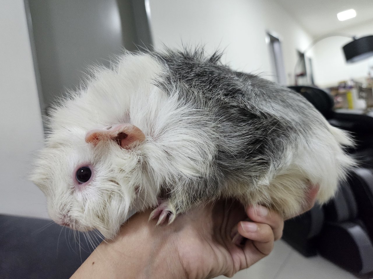 Snow - Guinea Pig Small & Furry