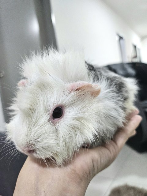 Snow - Guinea Pig Small & Furry