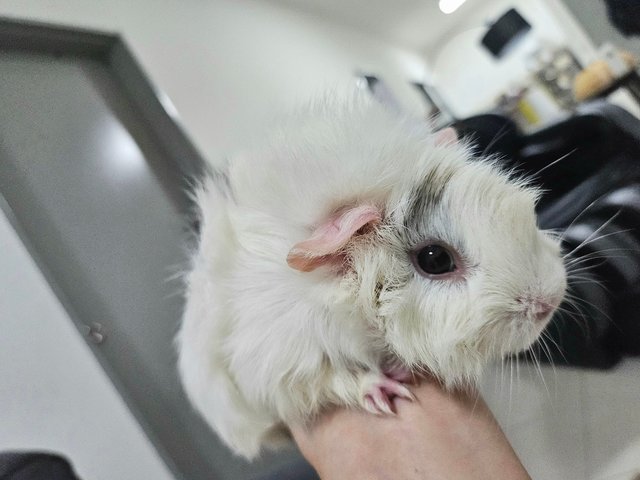 Snow - Guinea Pig Small & Furry