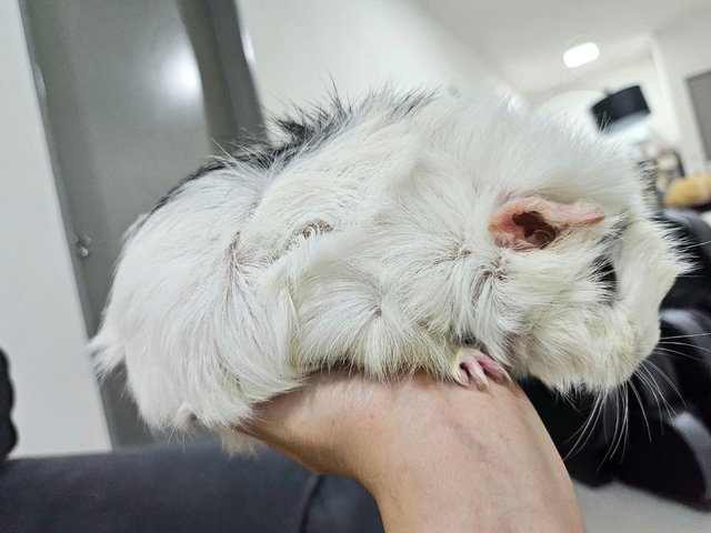 Snow - Guinea Pig Small & Furry